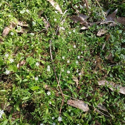 Stellaria media (Common Chickweed) at North Nowra, NSW - 5 Oct 2024 by mahargiani