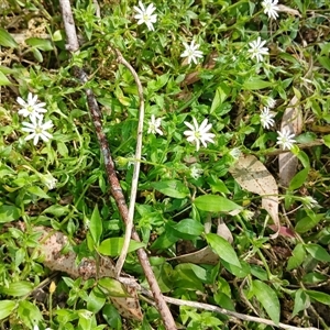 Stellaria media at North Nowra, NSW - 6 Oct 2024