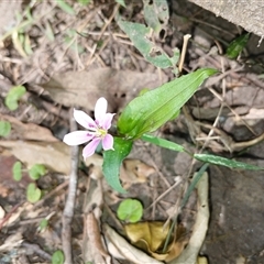 Schelhammera undulata (Lilac Lily) at North Nowra, NSW - 5 Oct 2024 by mahargiani