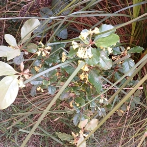 Pittosporum revolutum at Kinghorne, NSW - 6 Oct 2024