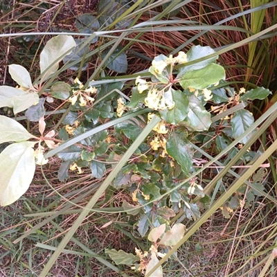 Pittosporum revolutum (Large-fruited Pittosporum) at Kinghorne, NSW - 6 Oct 2024 by mahargiani