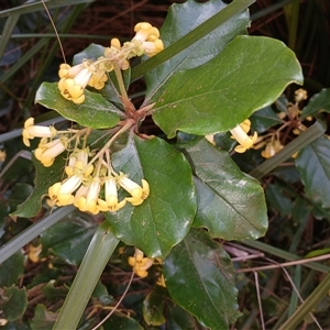 Pittosporum revolutum at Kinghorne, NSW - 6 Oct 2024