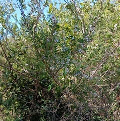 Leptospermum laevigatum (Coast Teatree) at Culburra Beach, NSW - 6 Oct 2024 by mahargiani