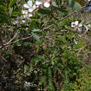 Leptospermum laevigatum at Culburra Beach, NSW - 6 Oct 2024