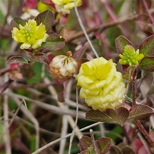 Trifolium campestre at Goulburn, NSW - 9 Oct 2024