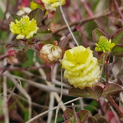 Trifolium campestre (Hop Clover) at Goulburn, NSW - 9 Oct 2024 by trevorpreston