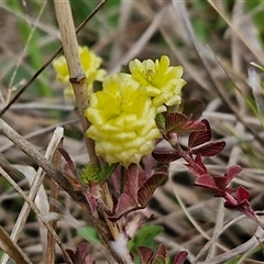 Trifolium campestre at Goulburn, NSW - 9 Oct 2024