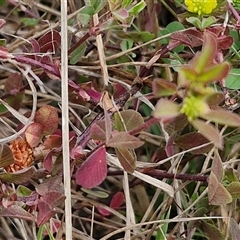 Trifolium campestre at Goulburn, NSW - 9 Oct 2024