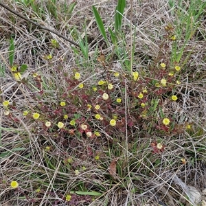 Trifolium campestre at Goulburn, NSW - 9 Oct 2024