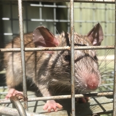 Rattus norvegicus at Castlemaine, VIC - 9 Oct 2024 by Mulch