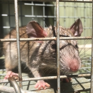 Rattus norvegicus at Castlemaine, VIC by Mulch