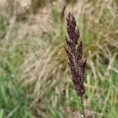 Holcus lanatus (Yorkshire Fog) at Goulburn, NSW - 9 Oct 2024 by trevorpreston