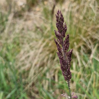 Holcus lanatus (Yorkshire Fog) at Goulburn, NSW - 9 Oct 2024 by trevorpreston