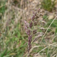 Holcus lanatus at Goulburn, NSW - 9 Oct 2024