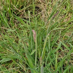 Holcus lanatus at Goulburn, NSW - 9 Oct 2024