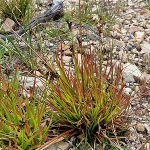 Juncus articulatus subsp. articulatus at Goulburn, NSW - 9 Oct 2024