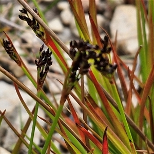 Juncus articulatus subsp. articulatus at Goulburn, NSW - 9 Oct 2024