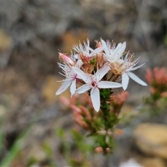 Calytrix tetragona (Common Fringe-myrtle) at Goulburn, NSW - 9 Oct 2024 by trevorpreston