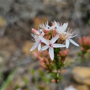 Calytrix tetragona at Goulburn, NSW - 9 Oct 2024