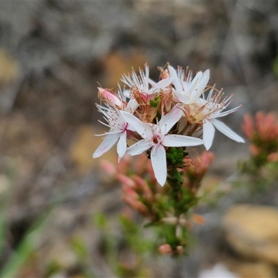 Calytrix tetragona (Common Fringe-myrtle) at Goulburn, NSW - 9 Oct 2024 by trevorpreston