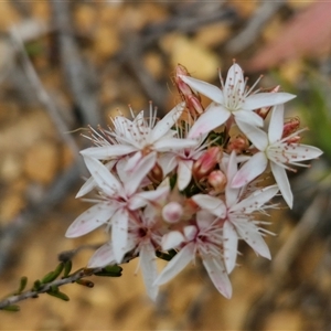 Calytrix tetragona at Goulburn, NSW - 9 Oct 2024