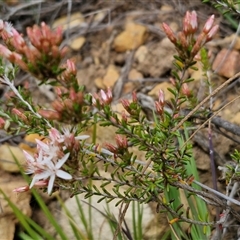 Calytrix tetragona at Goulburn, NSW - 9 Oct 2024