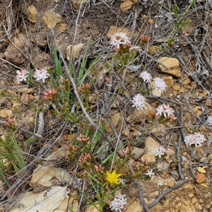 Calytrix tetragona at Goulburn, NSW - 9 Oct 2024