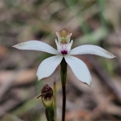 Caladenia moschata (Musky Caps) at Goulburn, NSW - 9 Oct 2024 by trevorpreston