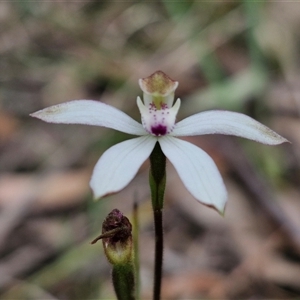 Caladenia moschata at Goulburn, NSW - suppressed