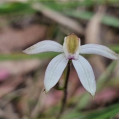 Caladenia moschata at Goulburn, NSW - suppressed