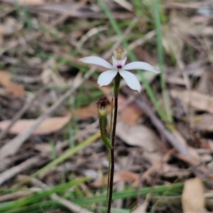 Caladenia moschata at Goulburn, NSW - suppressed