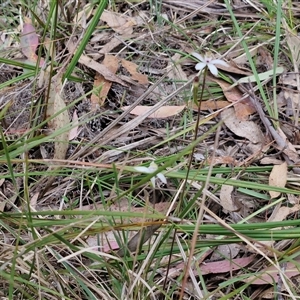 Caladenia moschata at Goulburn, NSW - suppressed