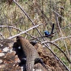 Egernia cunninghami (Cunningham's Skink) at Ainslie, ACT - 9 Oct 2024 by HarleyB