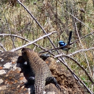 Egernia cunninghami at Ainslie, ACT - 9 Oct 2024