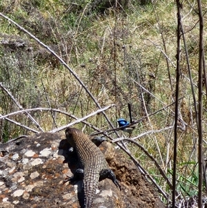 Egernia cunninghami at Ainslie, ACT - 9 Oct 2024