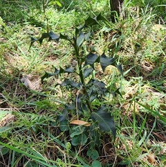 Ilex aquifolium (Holly) at Ainslie, ACT - 9 Oct 2024 by HarleyB