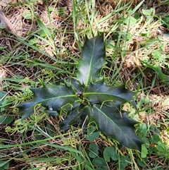 Ilex aquifolium at Ainslie, ACT - 9 Oct 2024 12:55 PM