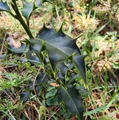 Ilex aquifolium at Ainslie, ACT - 9 Oct 2024 12:55 PM