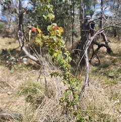 Acer buergerianum at Ainslie, ACT - 9 Oct 2024 11:39 AM