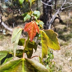 Acer buergerianum at Ainslie, ACT - 9 Oct 2024