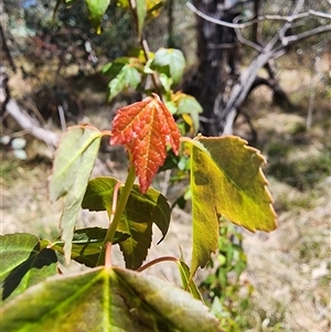 Acer buergerianum at Ainslie, ACT - 9 Oct 2024