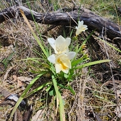 Freesia leichtlinii subsp. leichtlinii x Freesia leichtlinii subsp. alba (Freesia) at Ainslie, ACT - 9 Oct 2024 by HarleyB