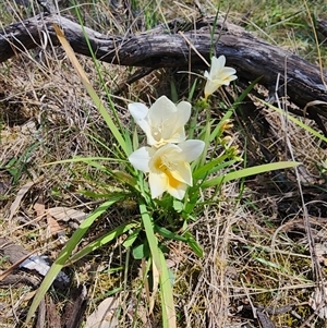 Freesia leichtlinii subsp. leichtlinii x Freesia leichtlinii subsp. alba at Ainslie, ACT - 9 Oct 2024 11:38 AM