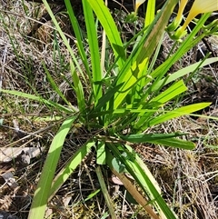 Freesia leichtlinii subsp. leichtlinii x Freesia leichtlinii subsp. alba at Ainslie, ACT - 9 Oct 2024 11:38 AM