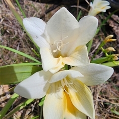 Freesia leichtlinii subsp. leichtlinii x Freesia leichtlinii subsp. alba at Ainslie, ACT - 9 Oct 2024 11:38 AM