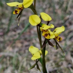 Diuris sulphurea (Tiger Orchid) at Goulburn, NSW - 9 Oct 2024 by trevorpreston