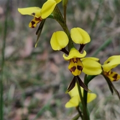 Diuris sulphurea at Goulburn, NSW - 9 Oct 2024