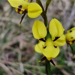 Diuris sulphurea at Goulburn, NSW - 9 Oct 2024