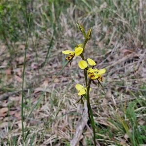 Diuris sulphurea at Goulburn, NSW - 9 Oct 2024