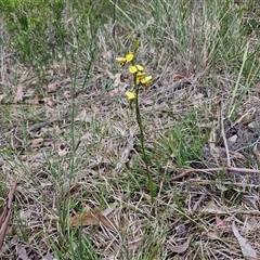 Diuris sulphurea at Goulburn, NSW - suppressed